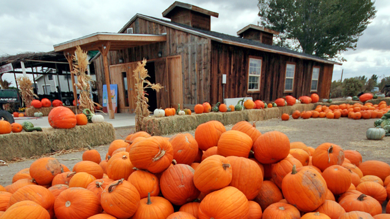 lattin-farms