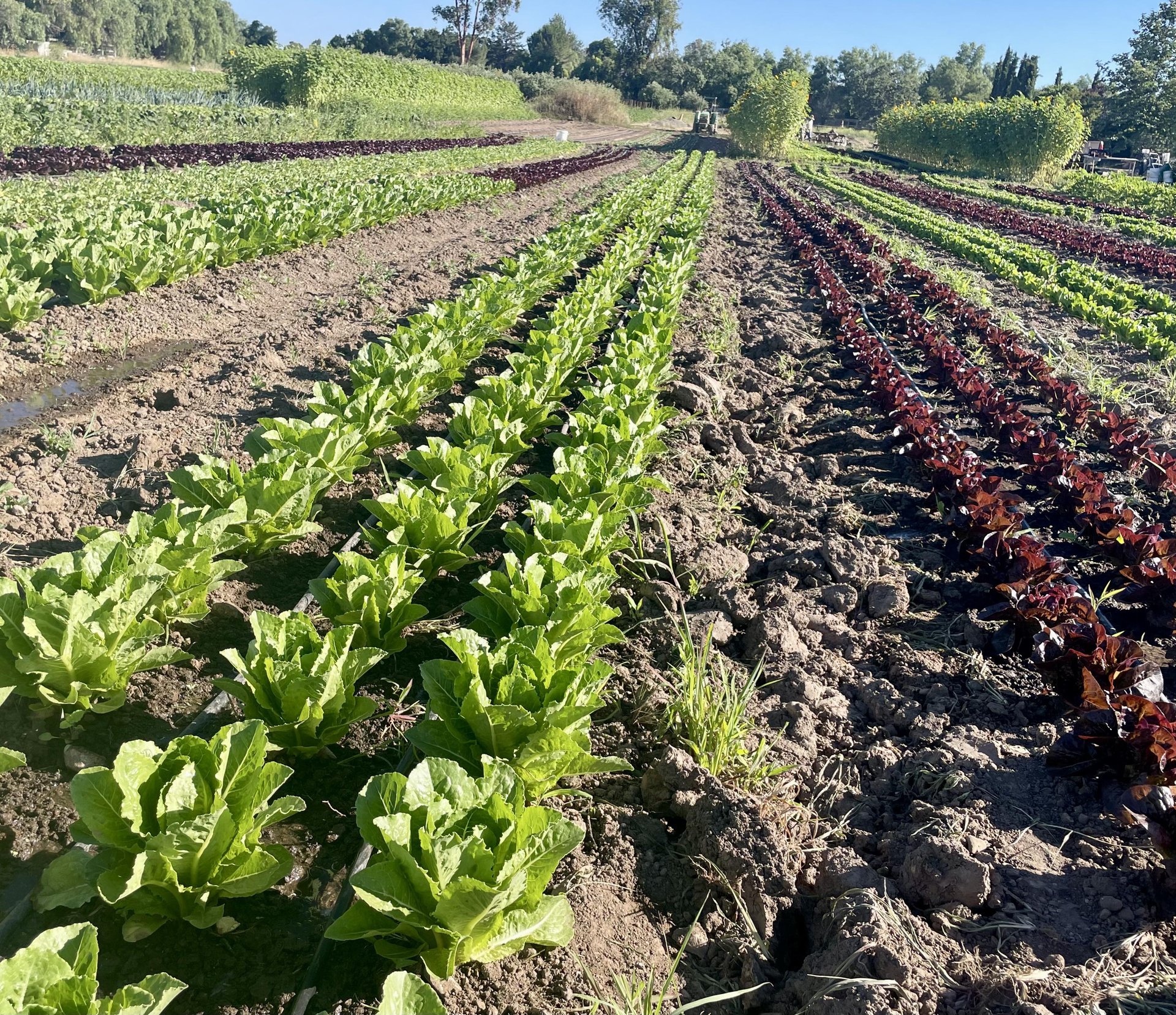 rooted-in-a-deep-agricultural-heritage-californias-santa-ynez-valley-offers-immersive-ways-to-connect-with-the-land