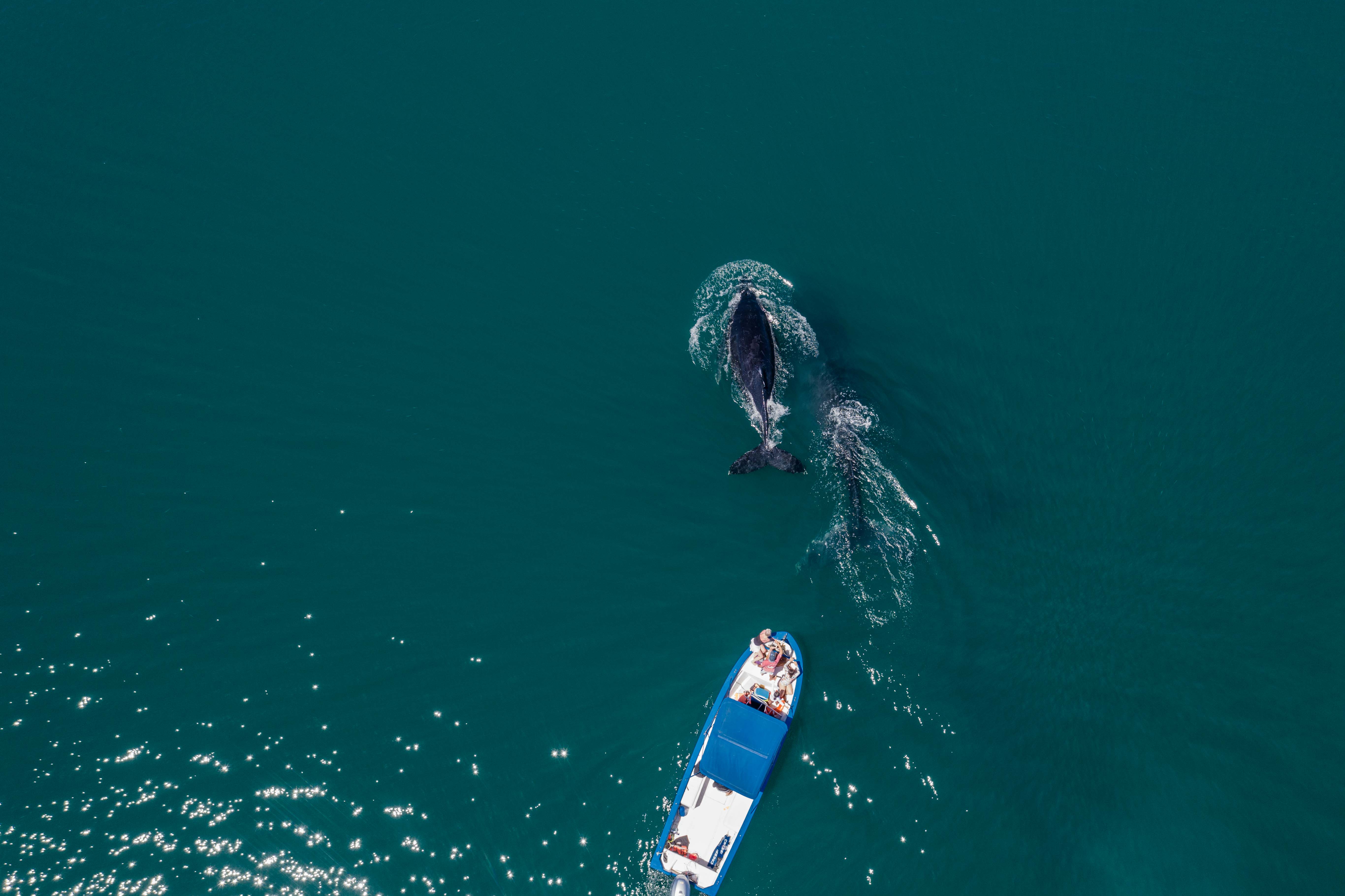 whale-watching