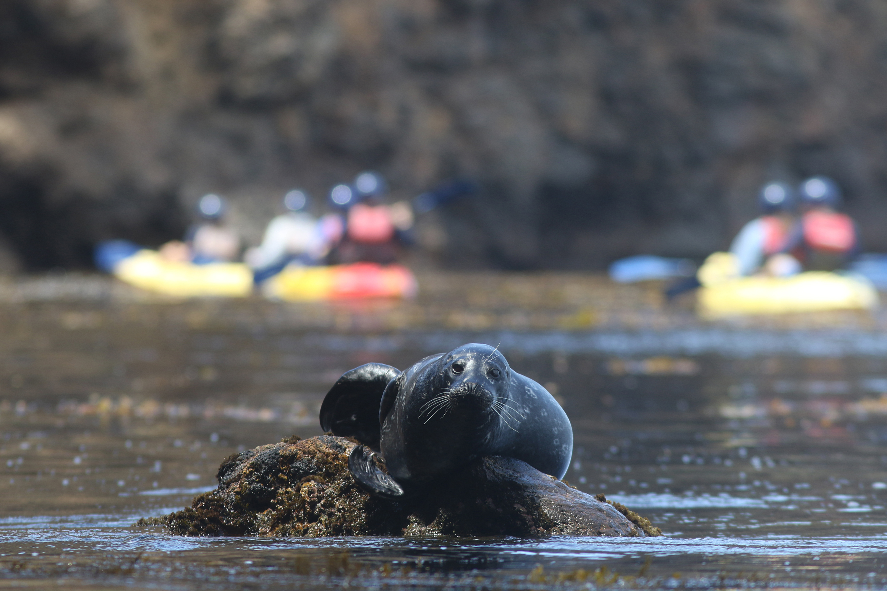 a-harbor-seal-rests-on-a-rock-watching-quietly-as-kayakers-drift-through-calm-kelp-lined-water