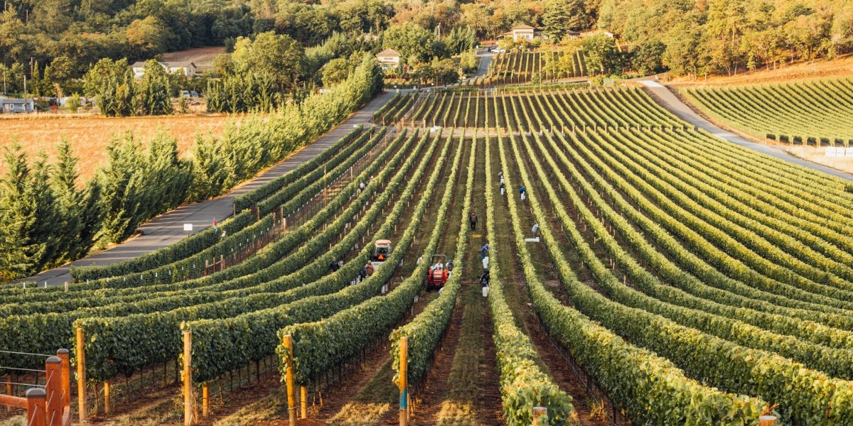 DANCIN Vineyards