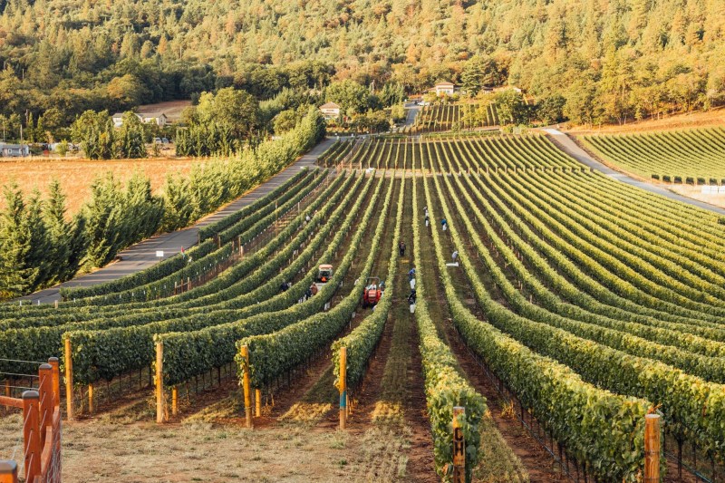 DANCIN Vineyards