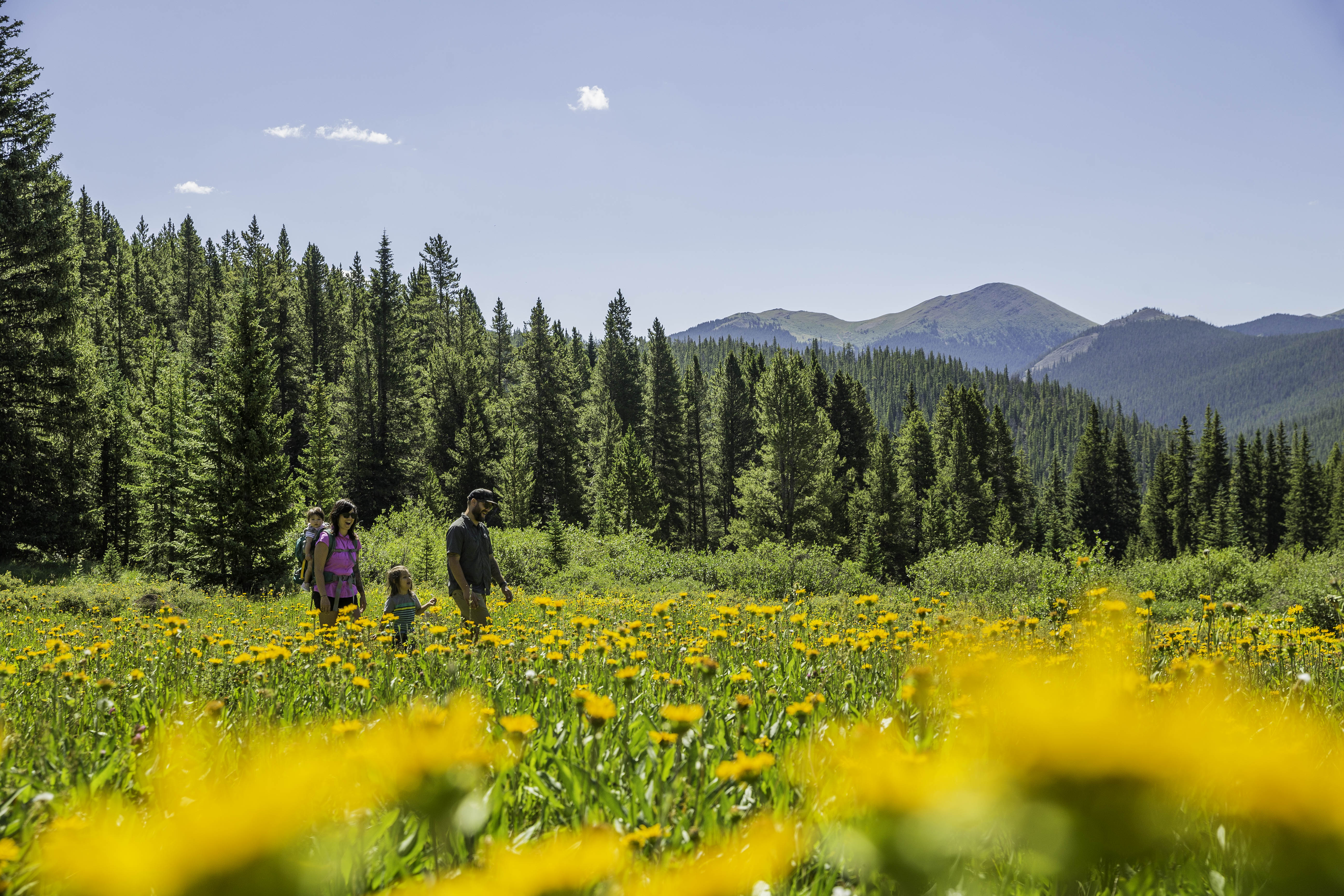wildflower-meadows-near-breckenridge