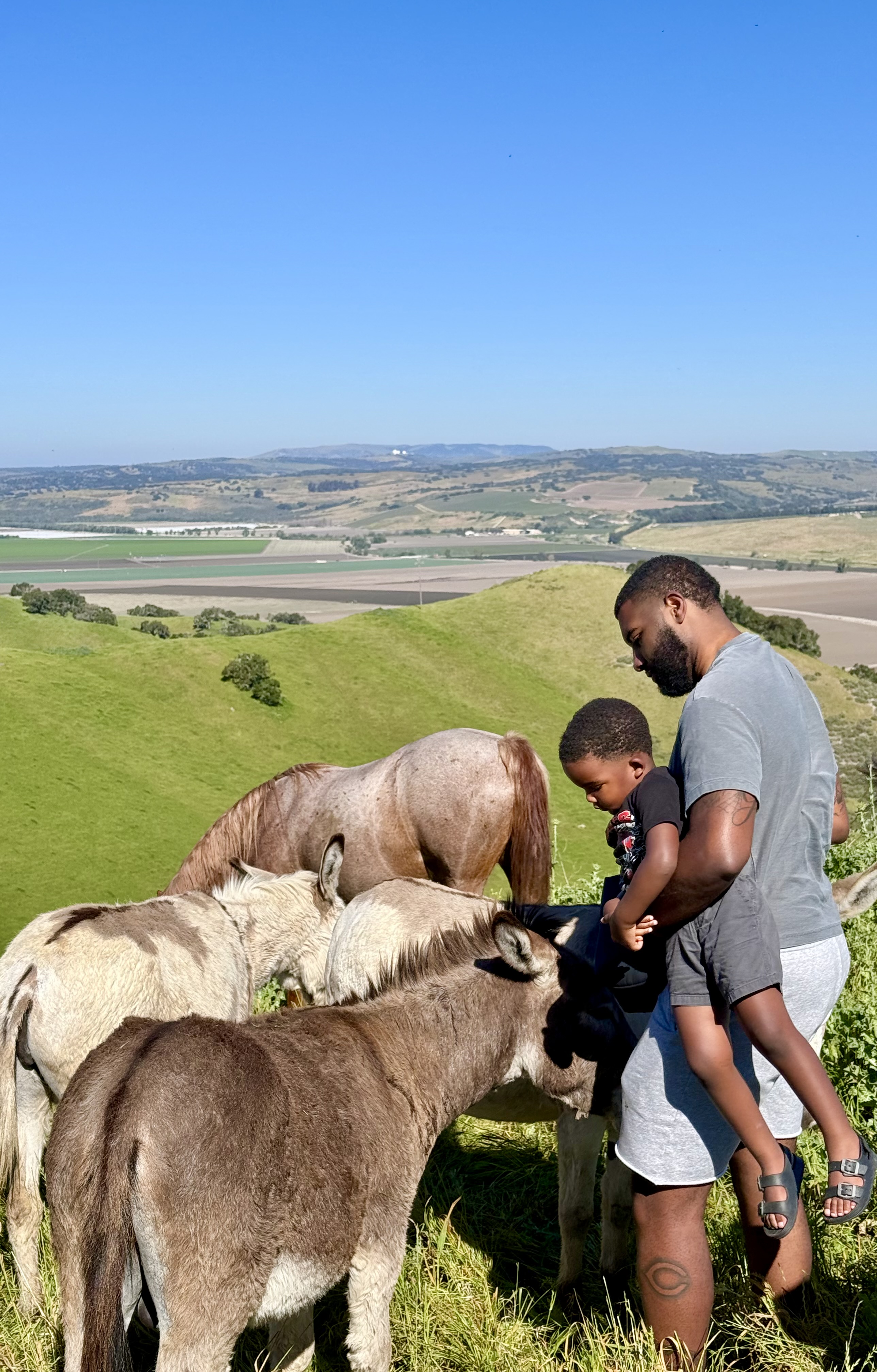 farmland-and-flavors-of-syv-cattle-ranch-to-picnic-with-animal-interactions