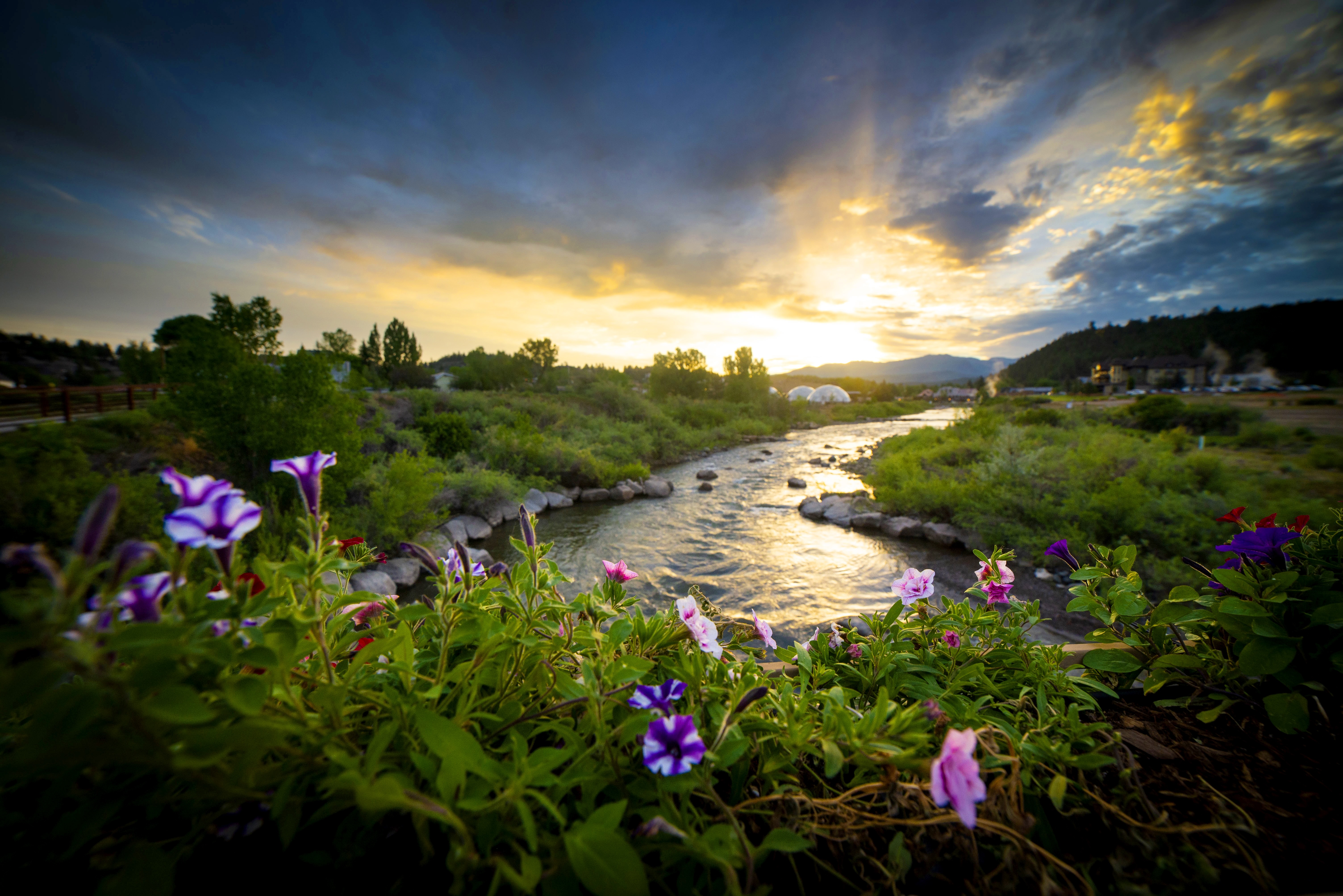 pagosa-springs-wildflowers