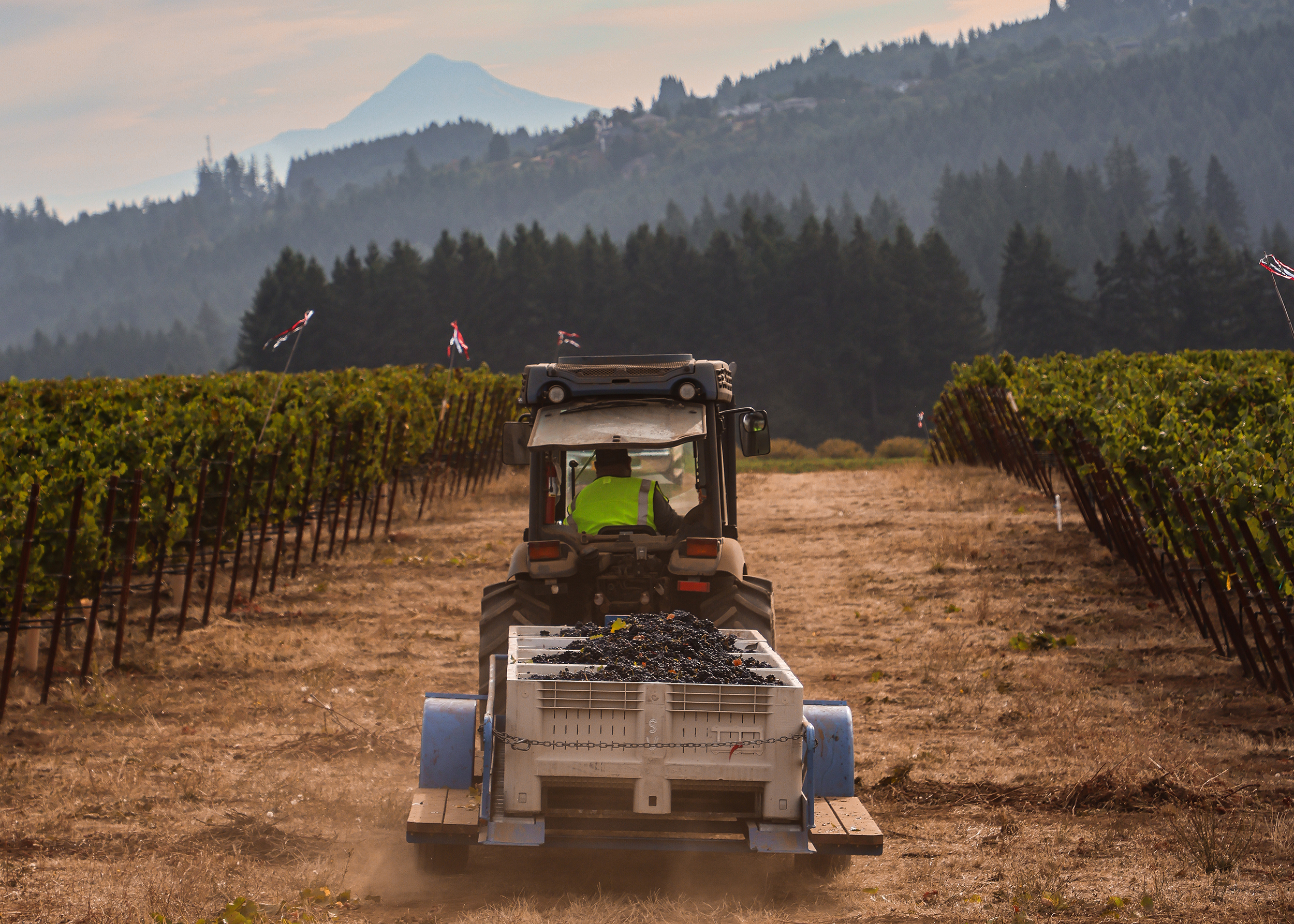 chehalem-estate-vineyard-harvest-with-mt-hood-in-the-distance