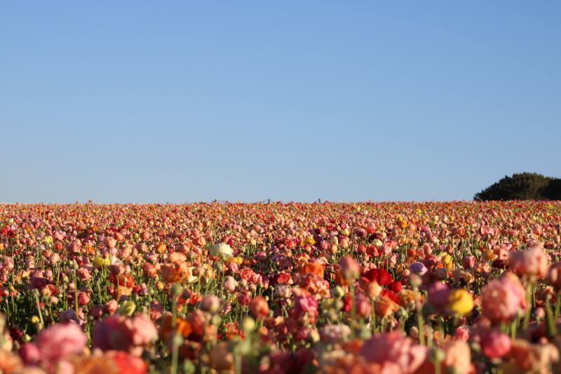 The Flower Fields at Carlsbad Ranch