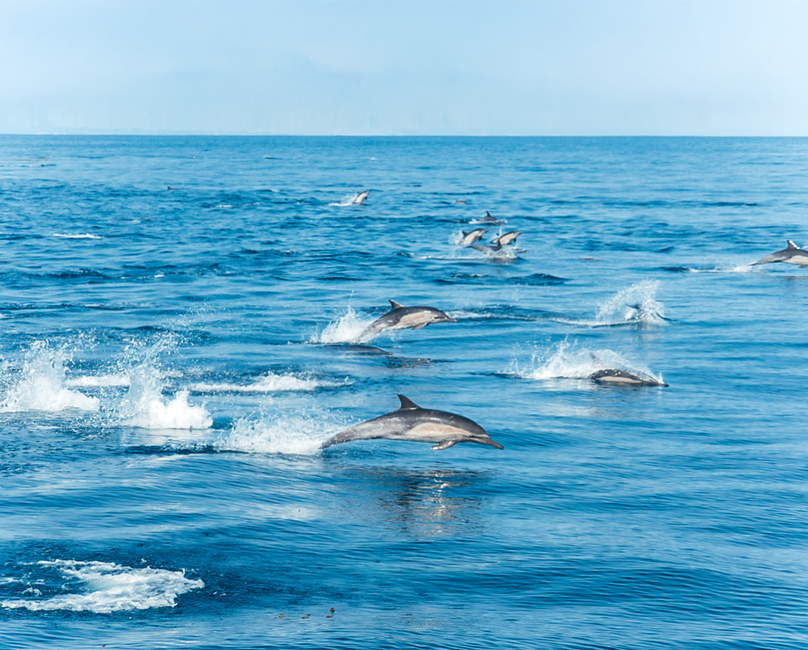 a-pod-of-dolphins-breaks-the-surface-moving-together-across-the-open-ocean