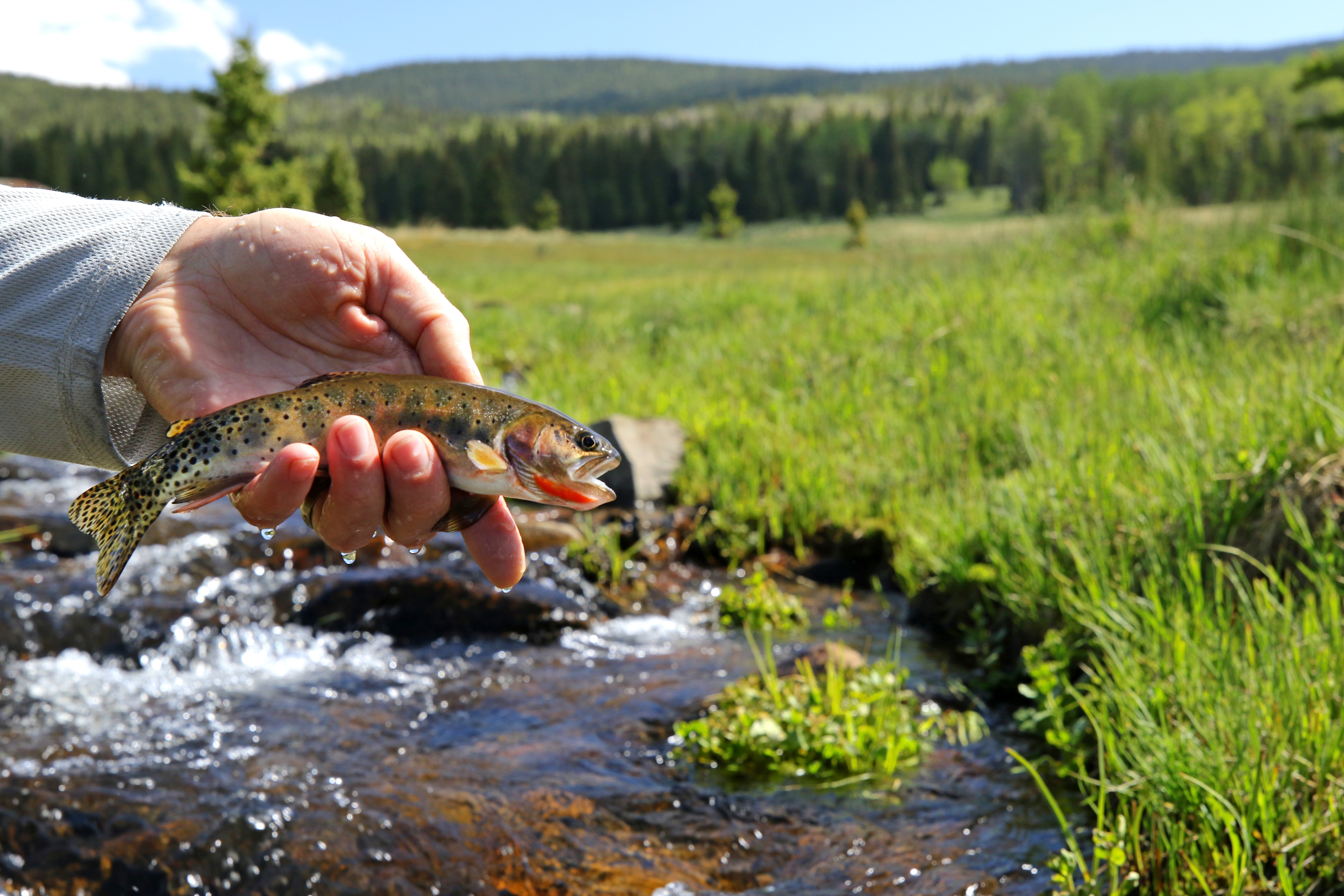 rio-grande-cutthroat-trout-vermejo
