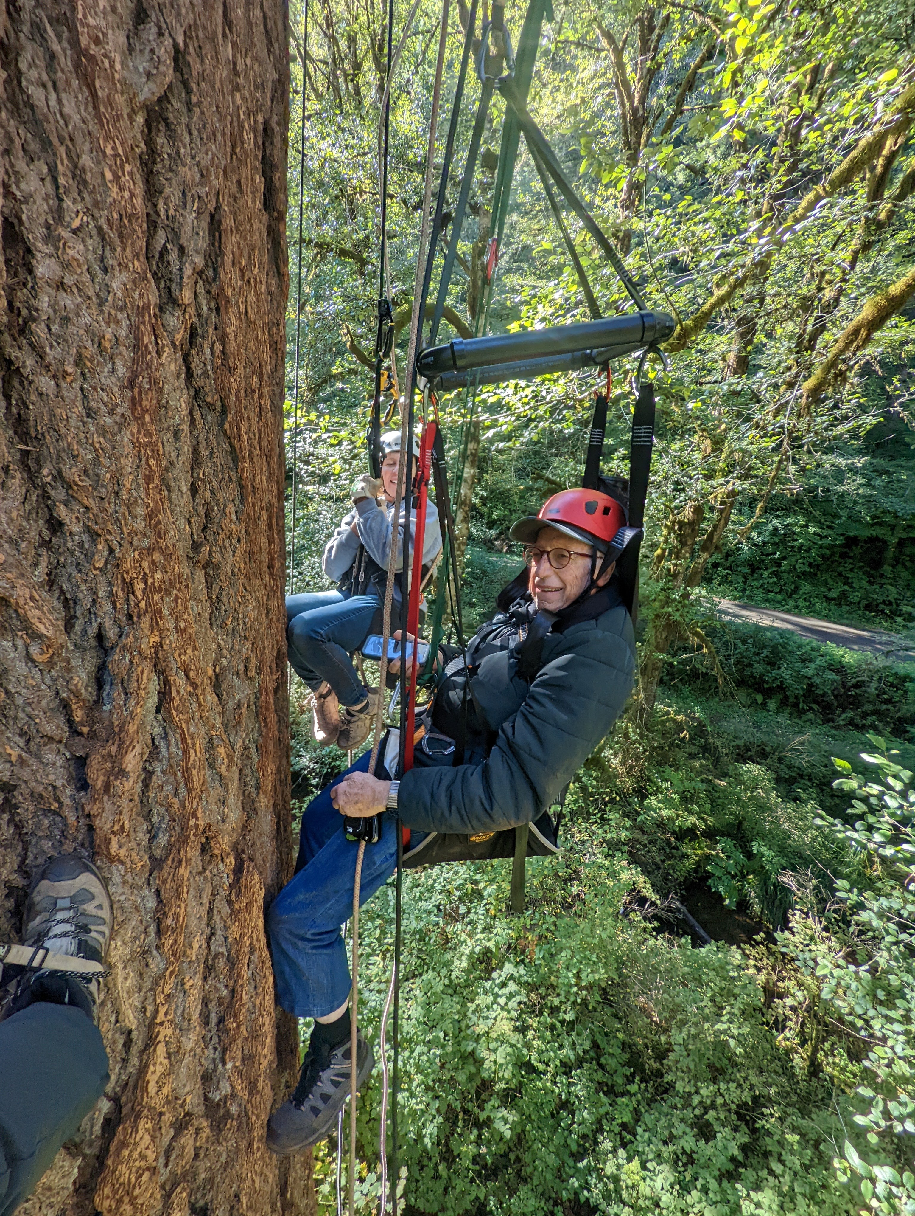 a-participant-uses-a-new-specialized-climbing-sit-harness-during-an-adaptive-tree-climbing-experience-at-silver-falls-state-park