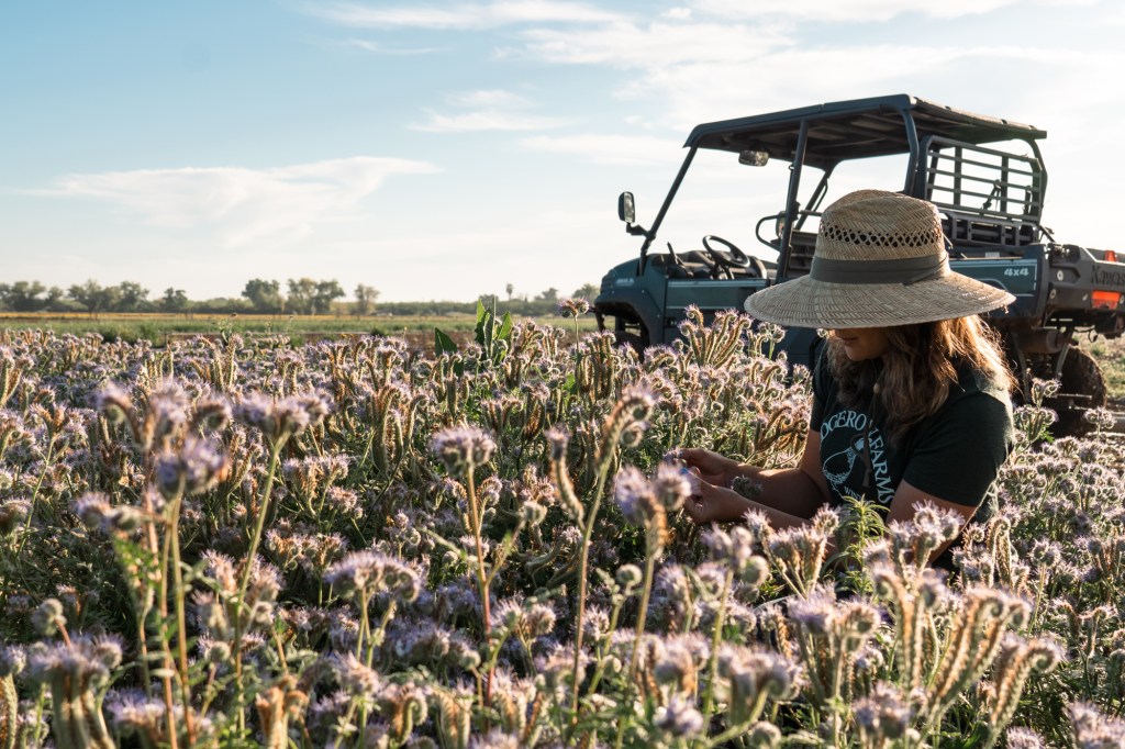 Hedgerow Farms Lacy phacelia