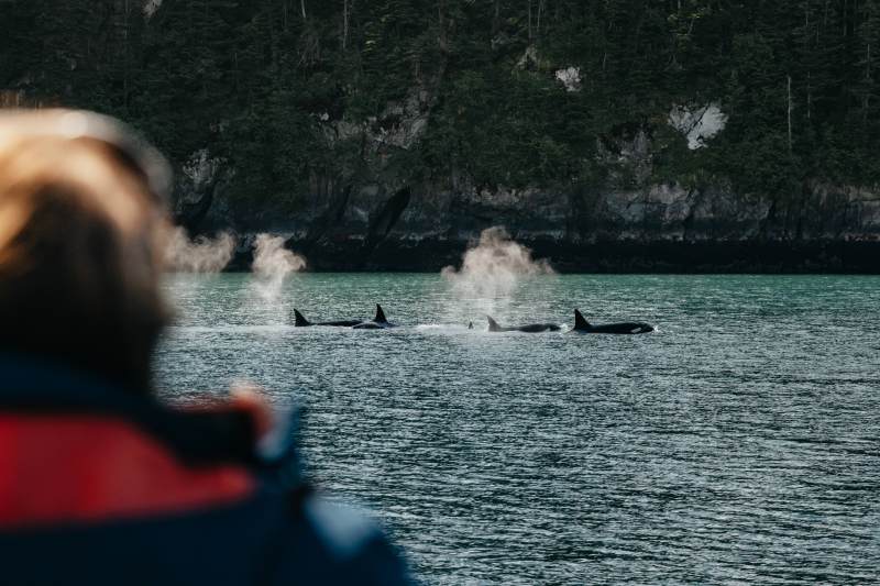 Stan Stephens Glacier & Wildlife Cruises