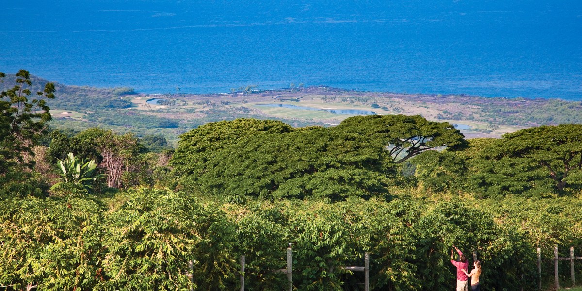 The Perfect Locals-Only Kona Itinerary