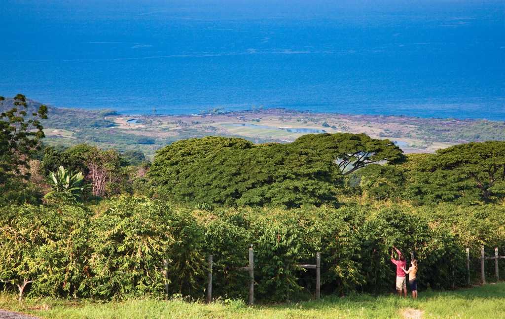 The Perfect Locals-Only Kona Itinerary