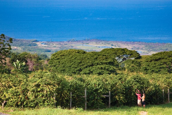 The Perfect Locals-Only Kona Itinerary