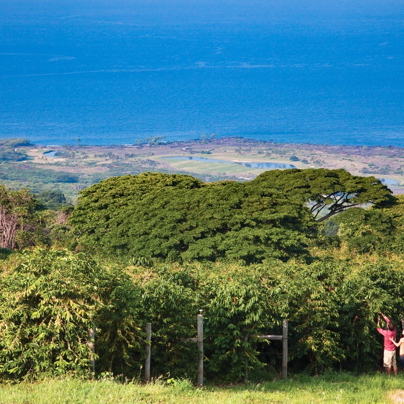 The Perfect Locals-Only Kona Itinerary