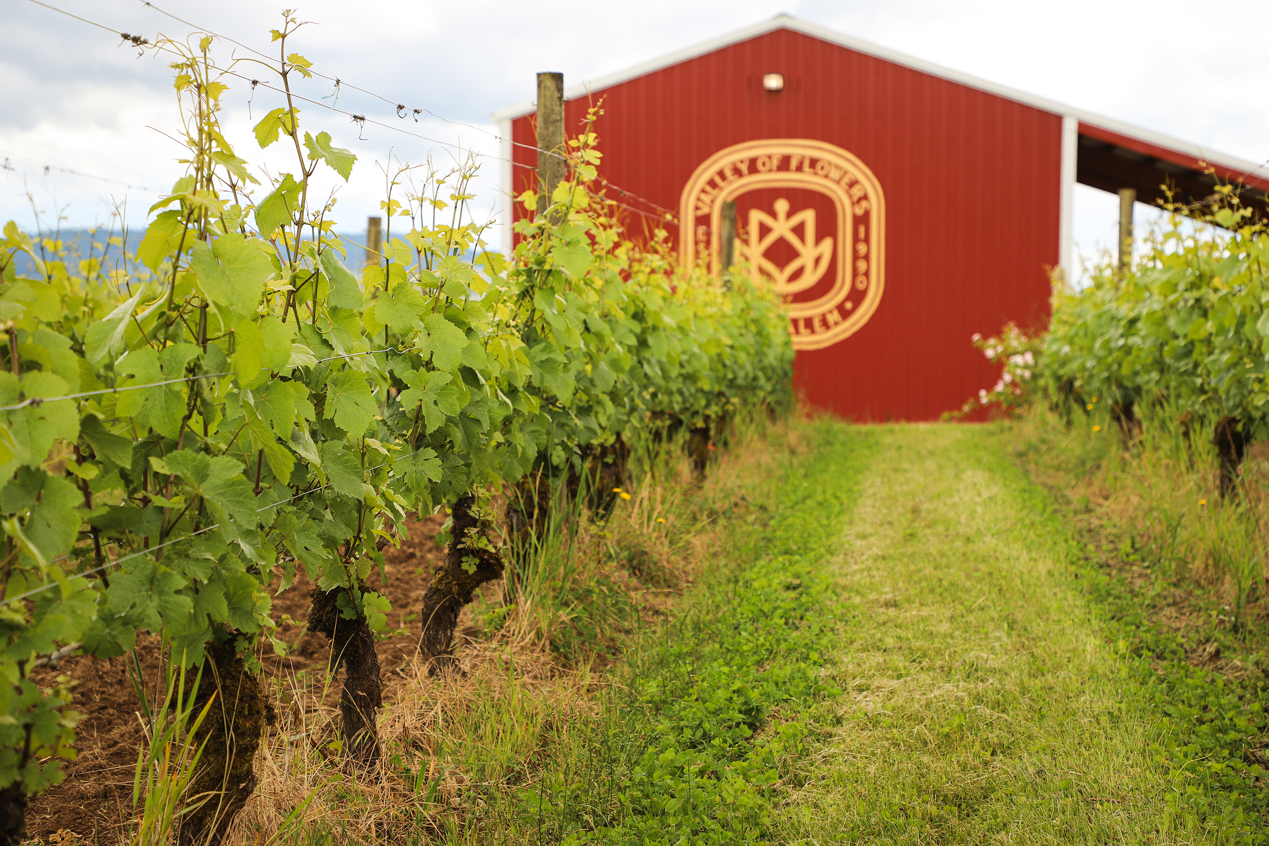 chehalem-red-barn-and-vineyard-at-ridgecrest-vineyard