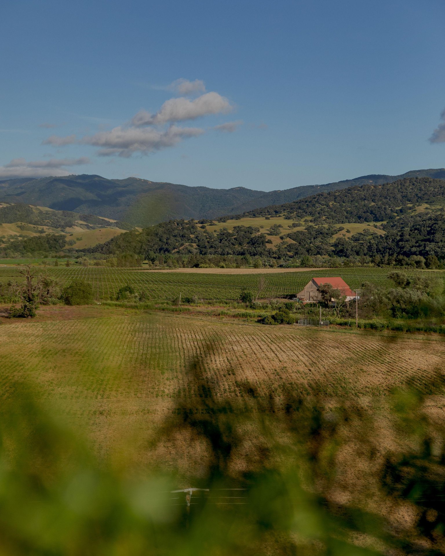 the-santa-ynez-valleys-agricultural-roots-run-deeper-than-its-vineyards
