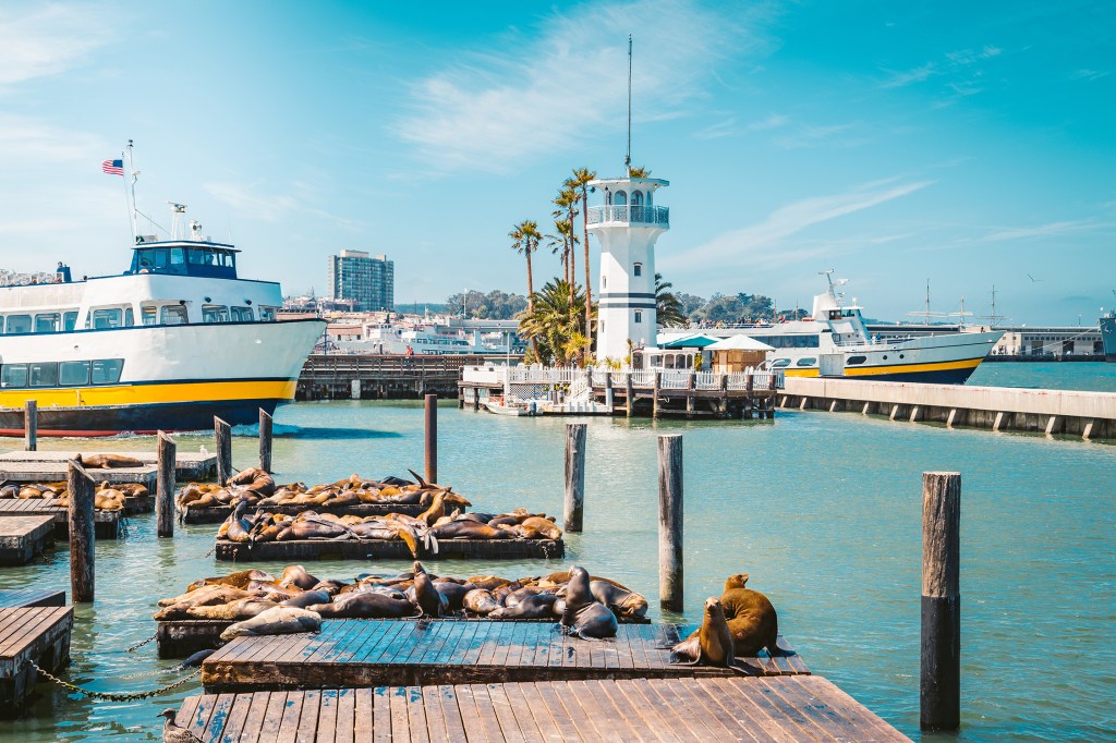 Pier 39 Sea Lions San Francisco
