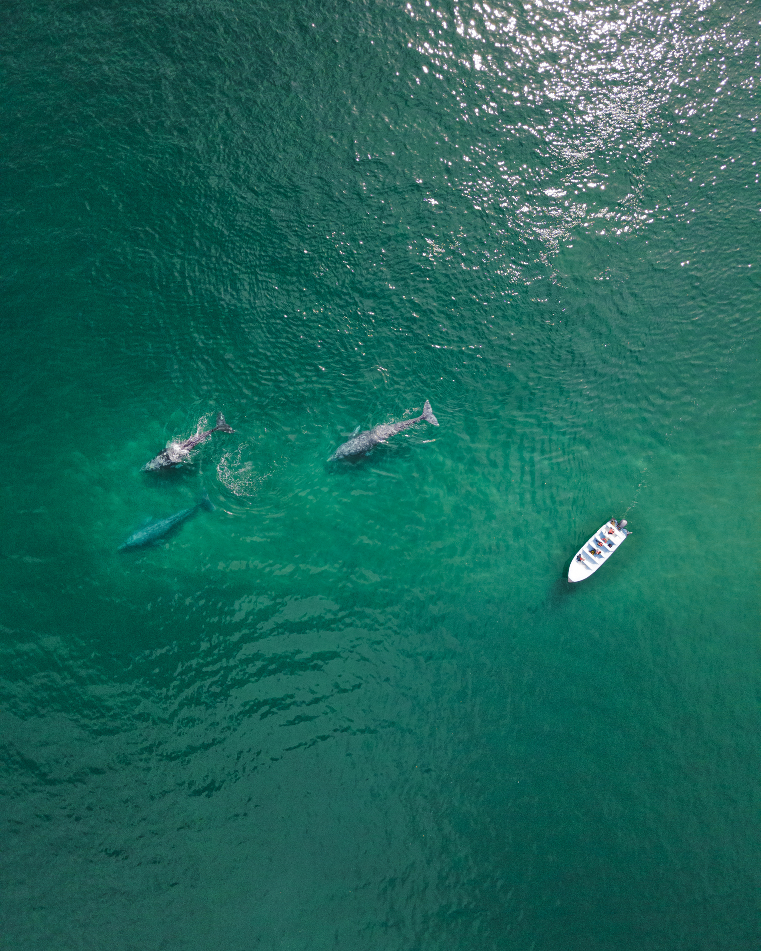 gray-whales-in-puerto-chale