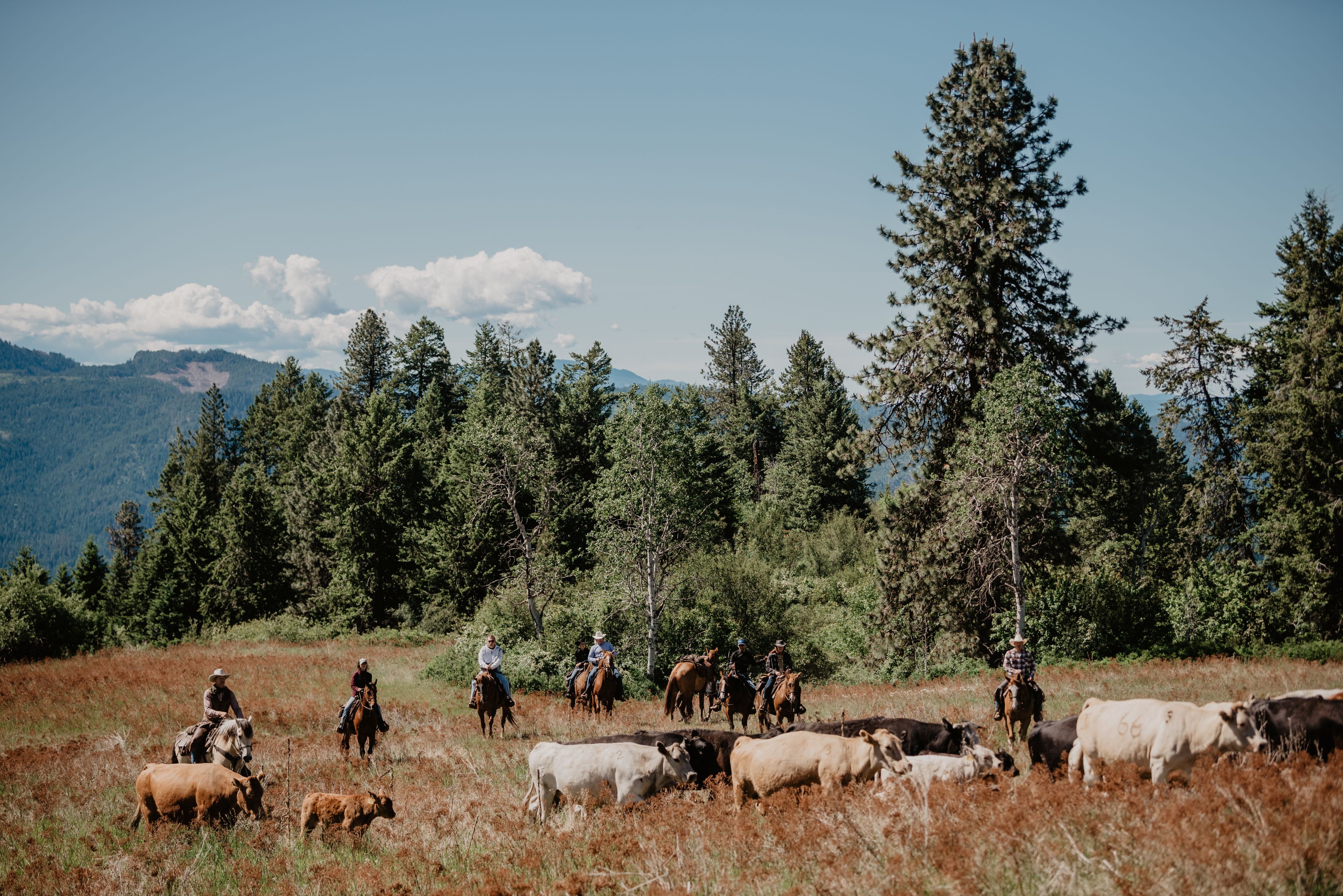 cattle-drive-at-bull-hill-guest-ranch-wa