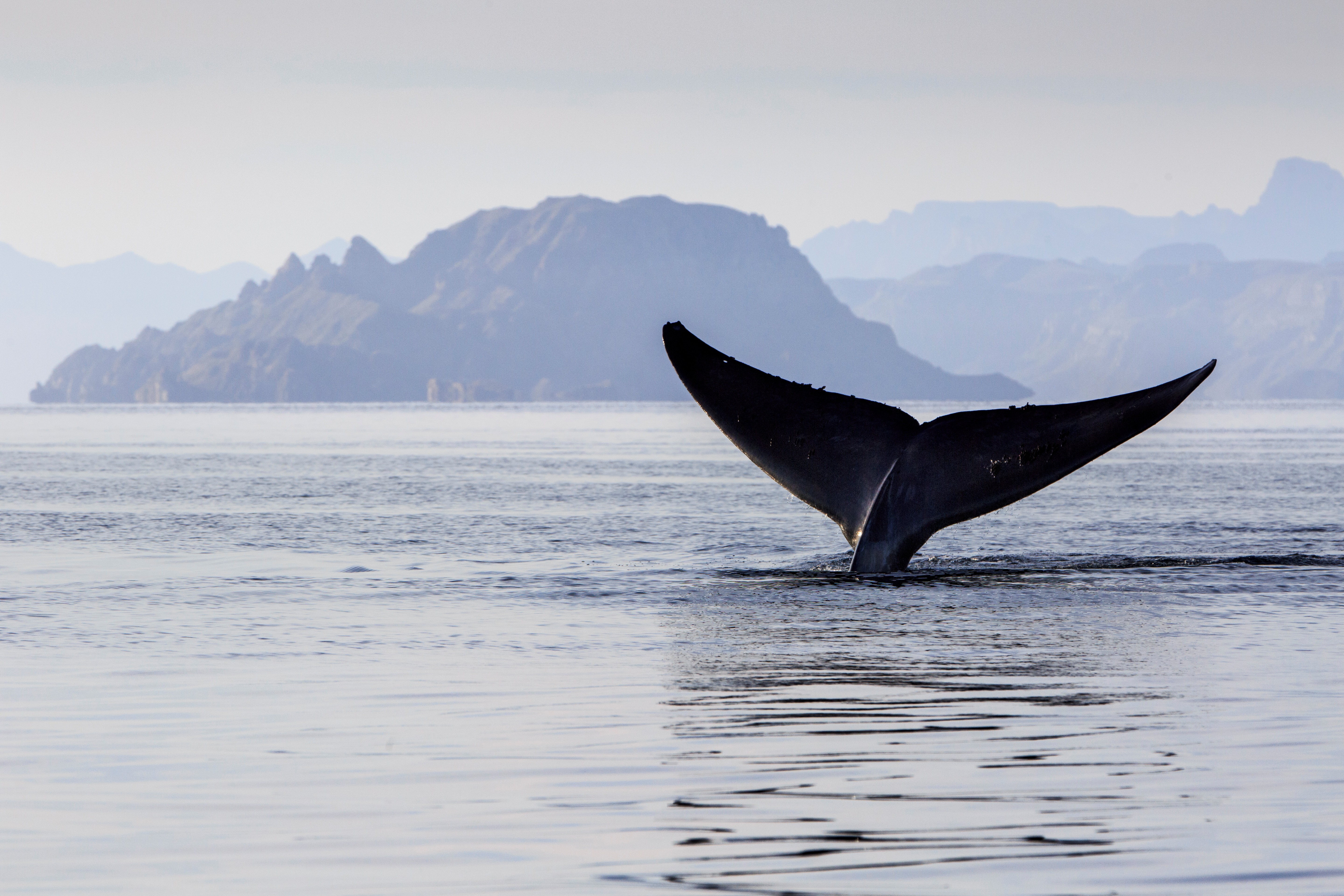 blue-whale-in-the-gulf-of-california