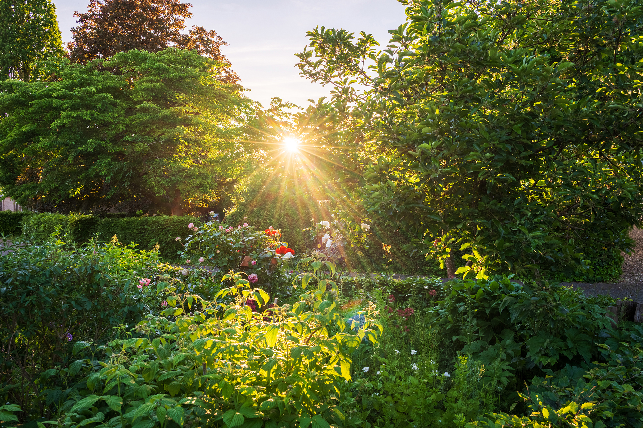 The 20-Minute Evening Ritual That Can Save Your Garden