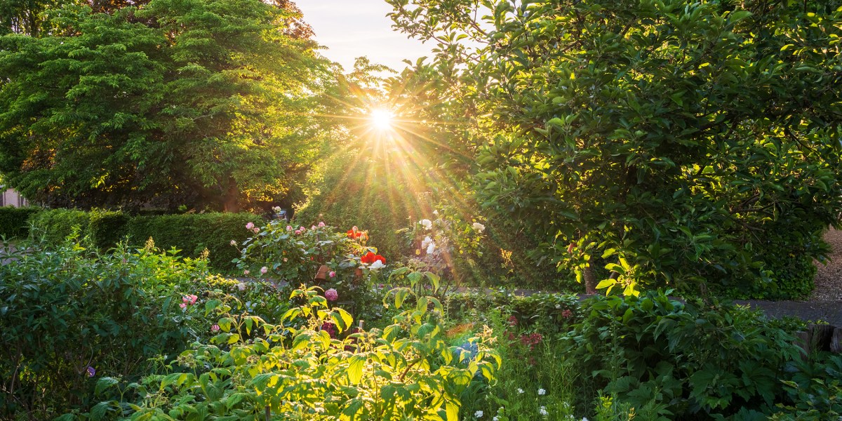 The 20-Minute Evening Ritual That Can Save Your Garden