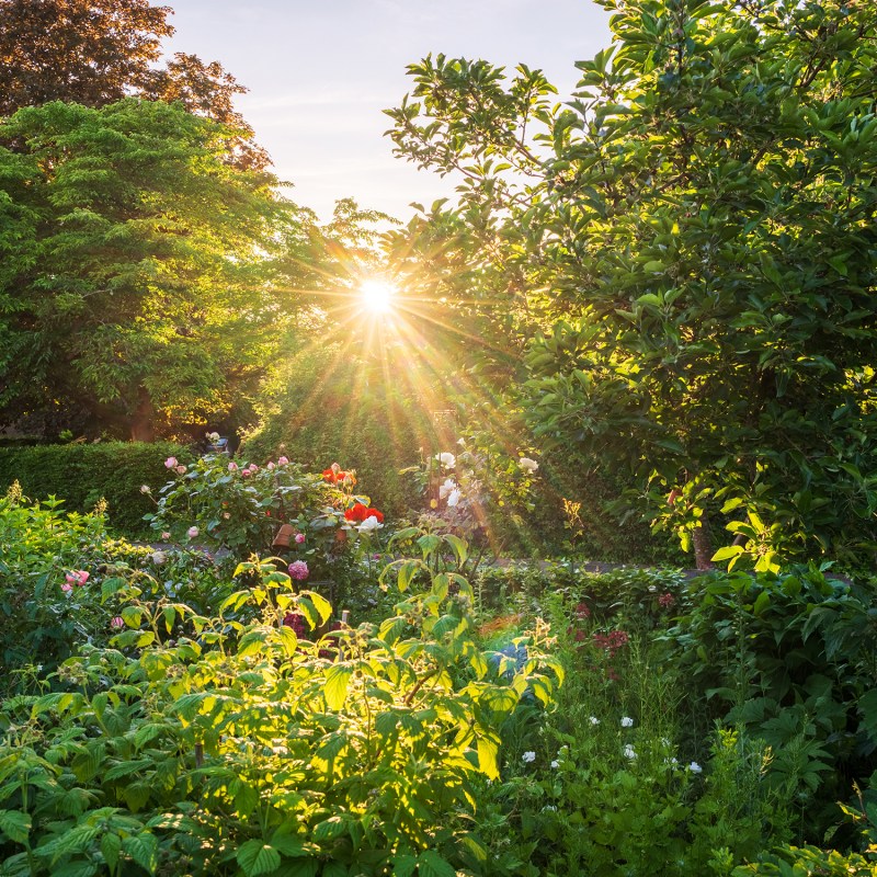 The 20-Minute Evening Ritual That Can Save Your Garden