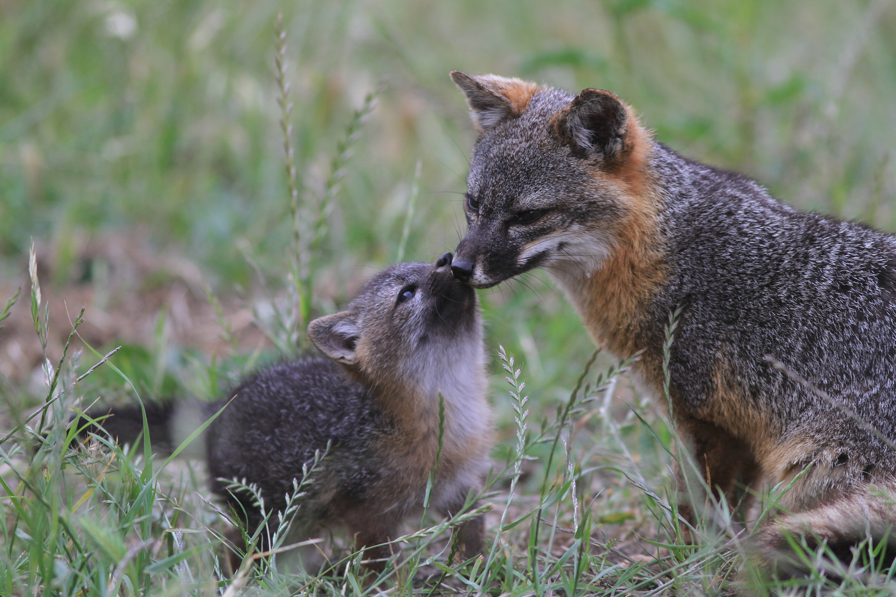 an-island-fox-mother-and-pup-share-a-quiet-moment-in-the-grass-a-species-found-only-at-channel-islands