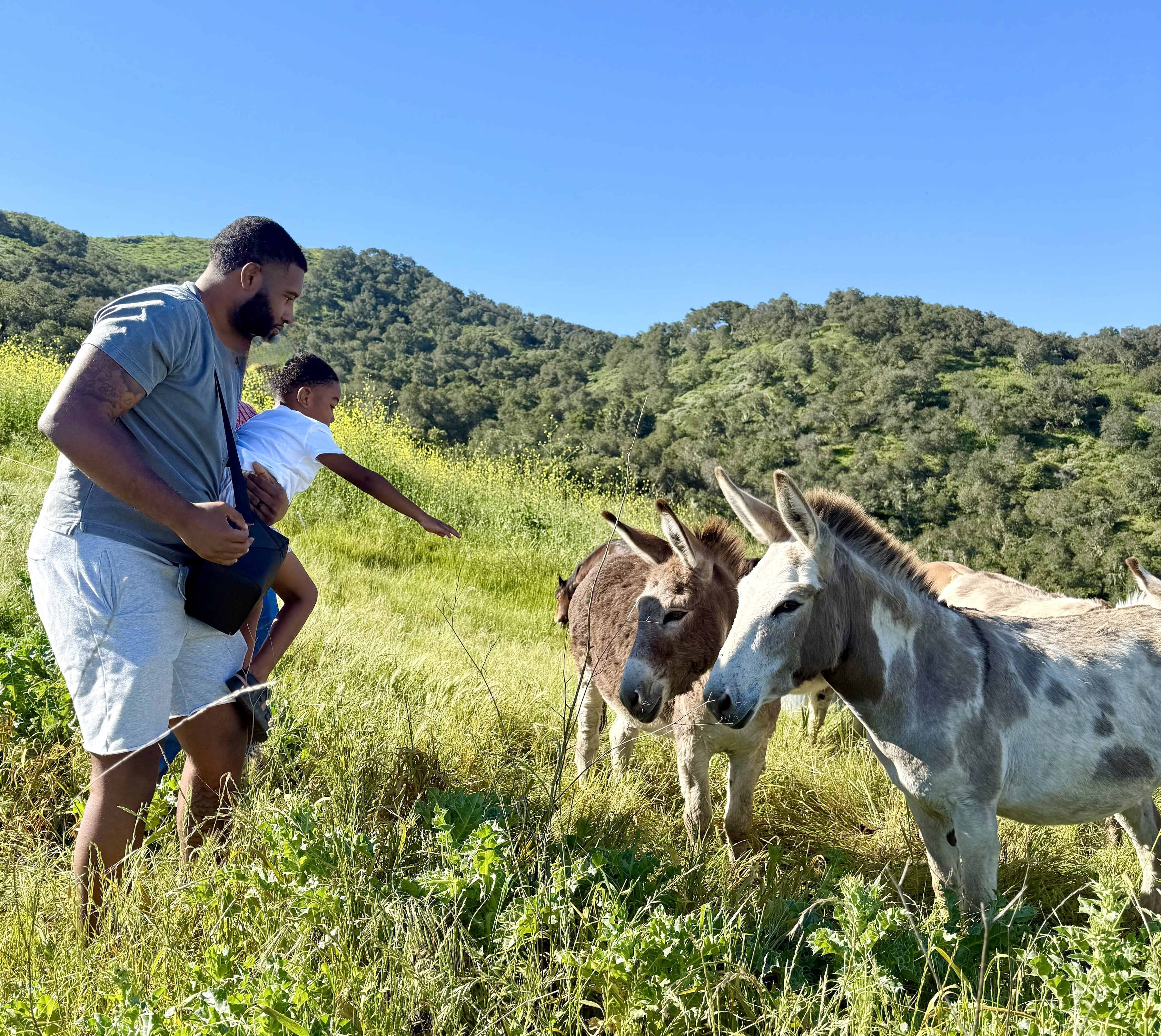 farmland-and-flavors-of-syv-cattle-ranch-to-picnic-tour-with-friendly-farm-animal-interactions