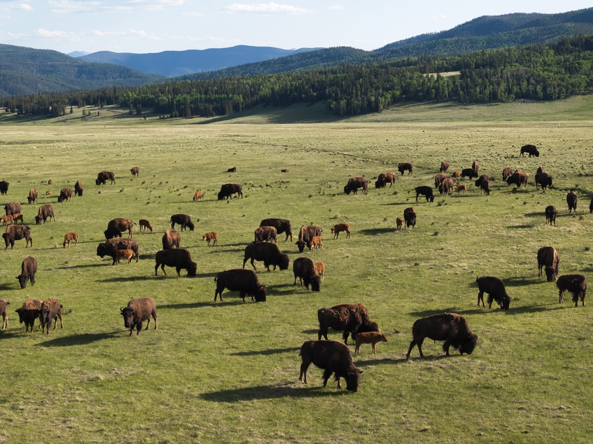 Bison Grazing