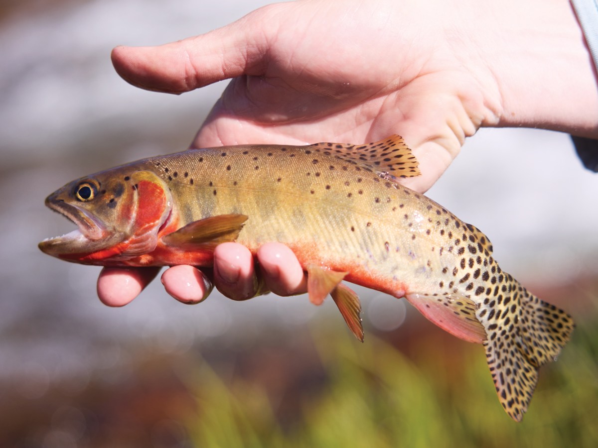 Cutthroat Trout