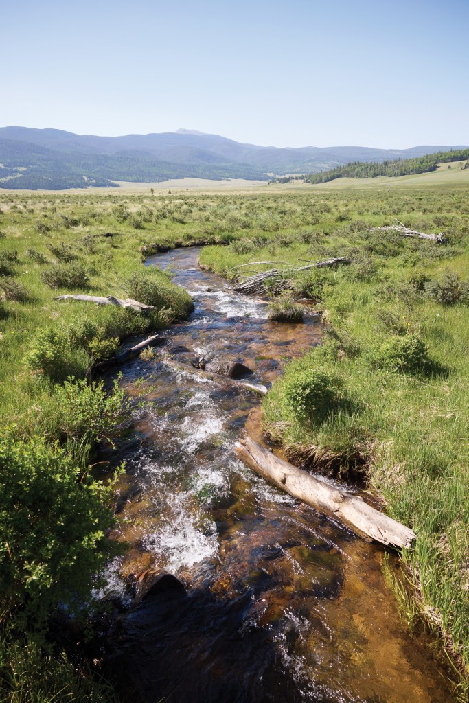 Trout Stream