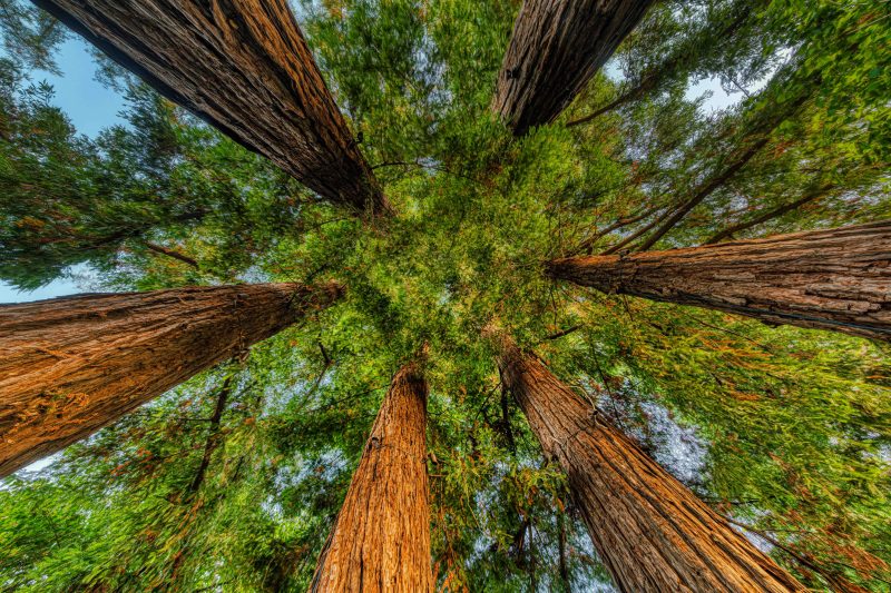 Sequoia Grove Winery