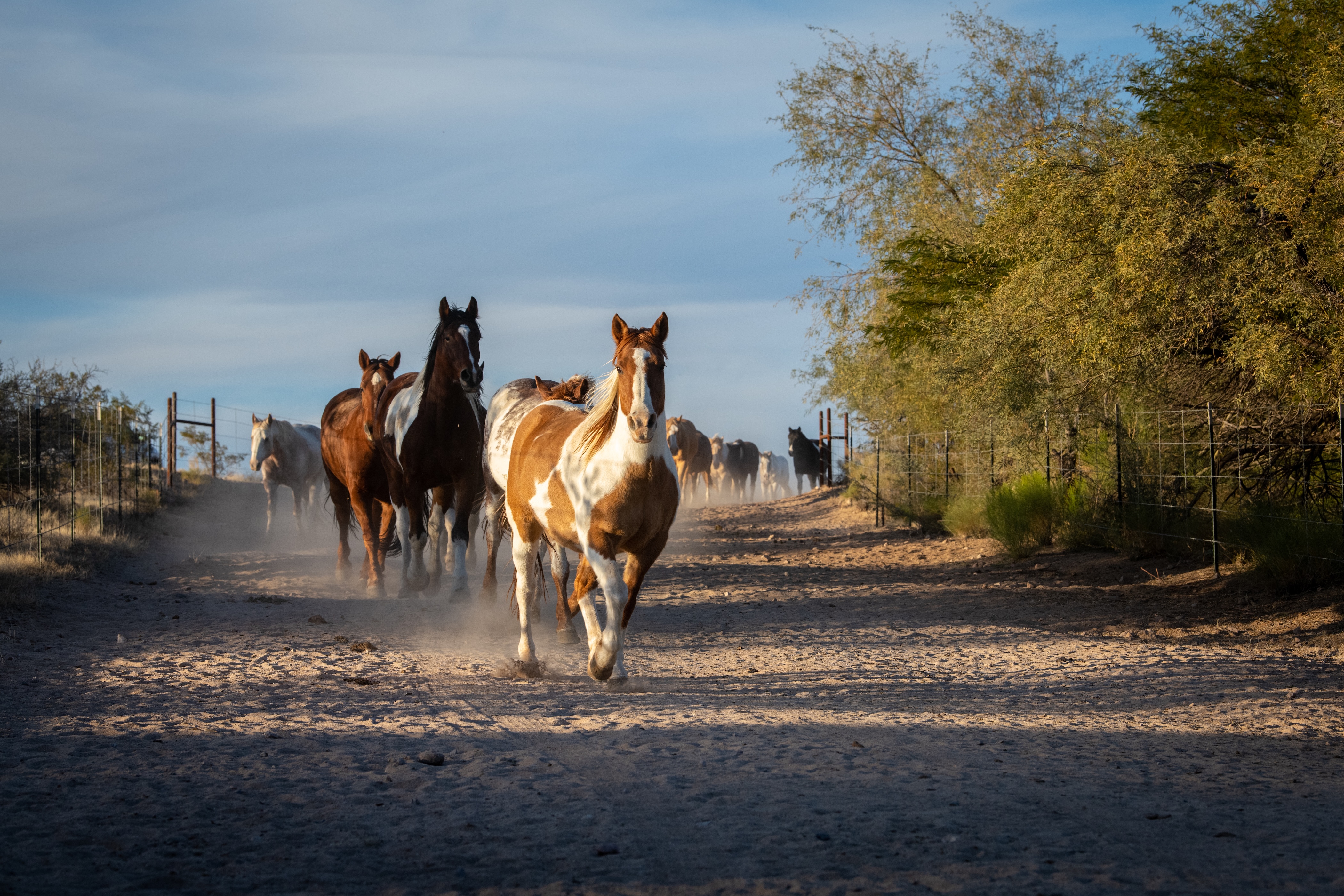 horse-run