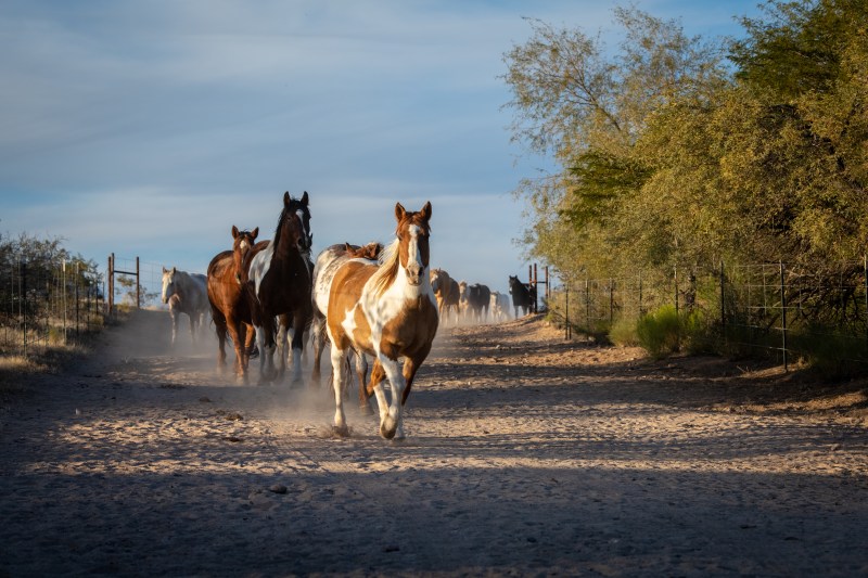 Rancho de los Caballeros Resort
