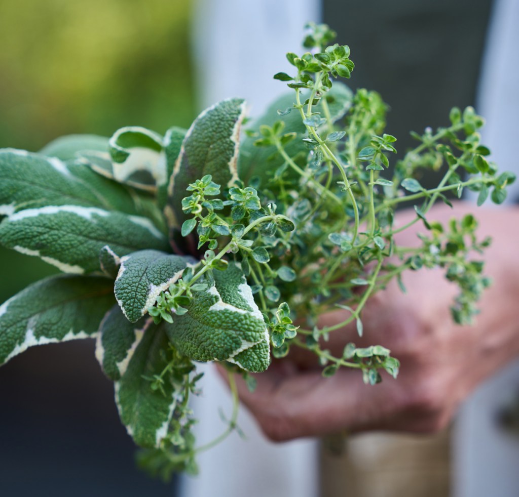 Pine House Edible Gardens Sage and Thyme
