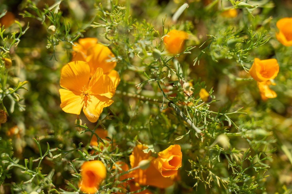 Hedgerow Farms California Poppy