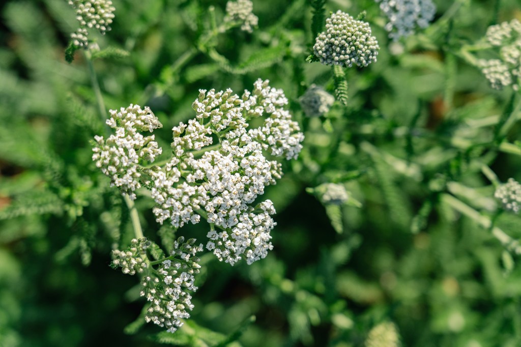 Hedgerow Farms Yarrow