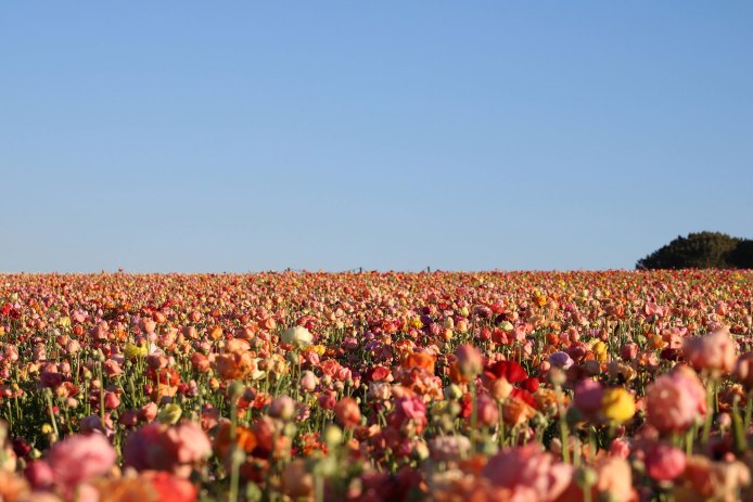 Carlsbad Flower Fields