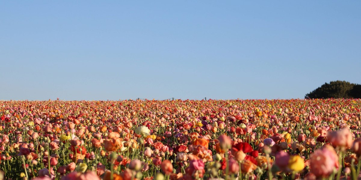 Carlsbad Flower Fields
