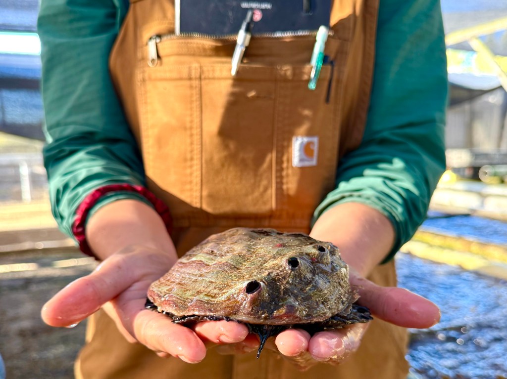 Big Abalone