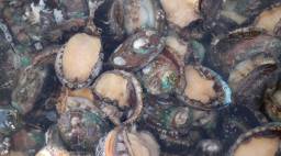 Abalone Shell on Beach