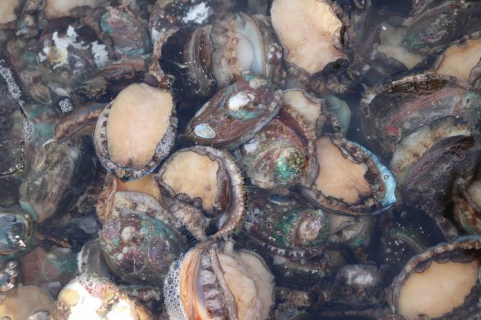 Abalone Shell on Beach
