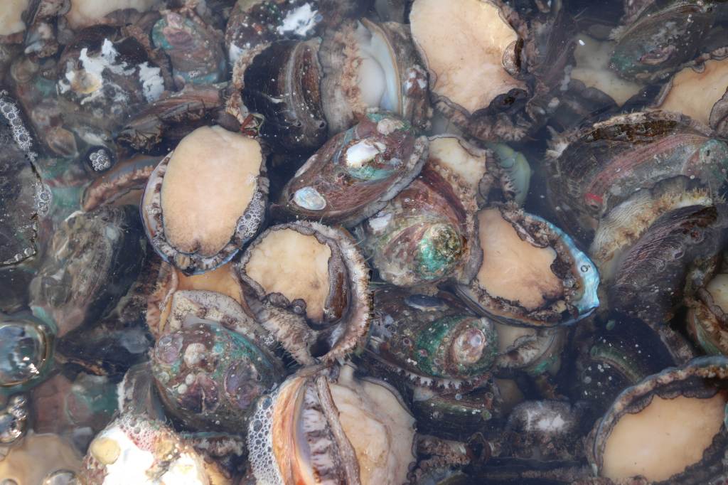 California’s Hidden Abalone Farm Is the Most Unexpected (and Unforgettable) Road Trip Must-Do
