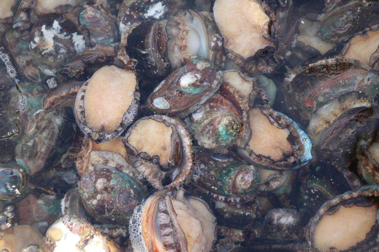 California's Hidden Abalone Farm Is the Most Unexpected (and Unforgettable) Road Trip Must-Do