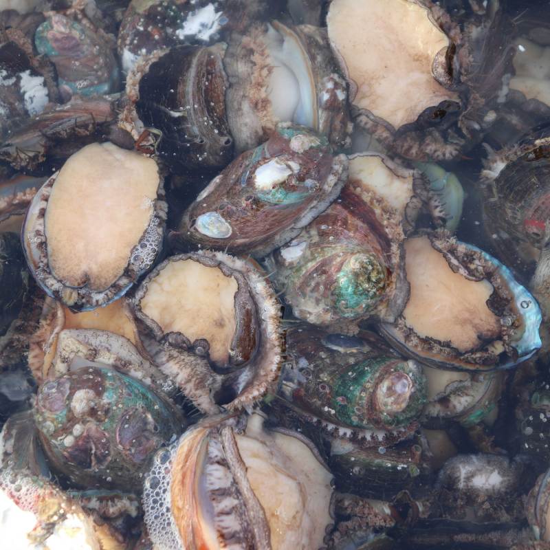 California’s Hidden Abalone Farm Is the Most Unexpected (and Unforgettable) Road Trip Must-Do