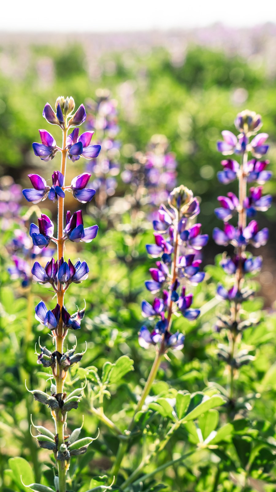 Lupine