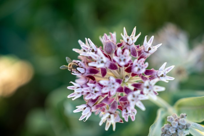 Milkweed